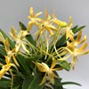 Neofinetia falcata Koka (黃華) 